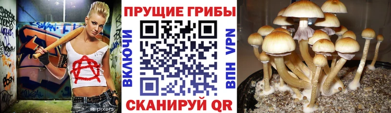 Псилоцибиновые грибы прущие грибы  Купить  Кушва 